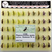 Нимфа Переколомина драйв кр Kamasan №16